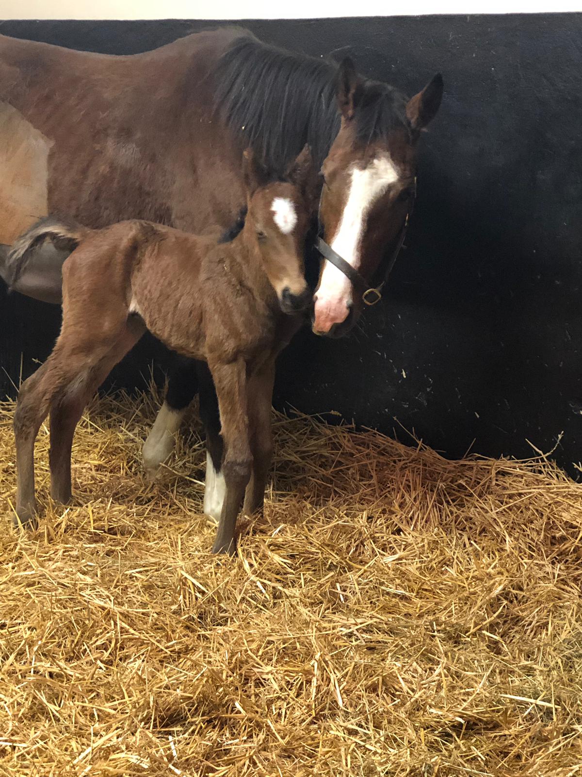 First foal of 2019 | Global Equine Group